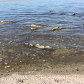 Review photo of Mecca Beach Campground — Salton Sea State Recreation Area by Crystal C., July 15, 2018