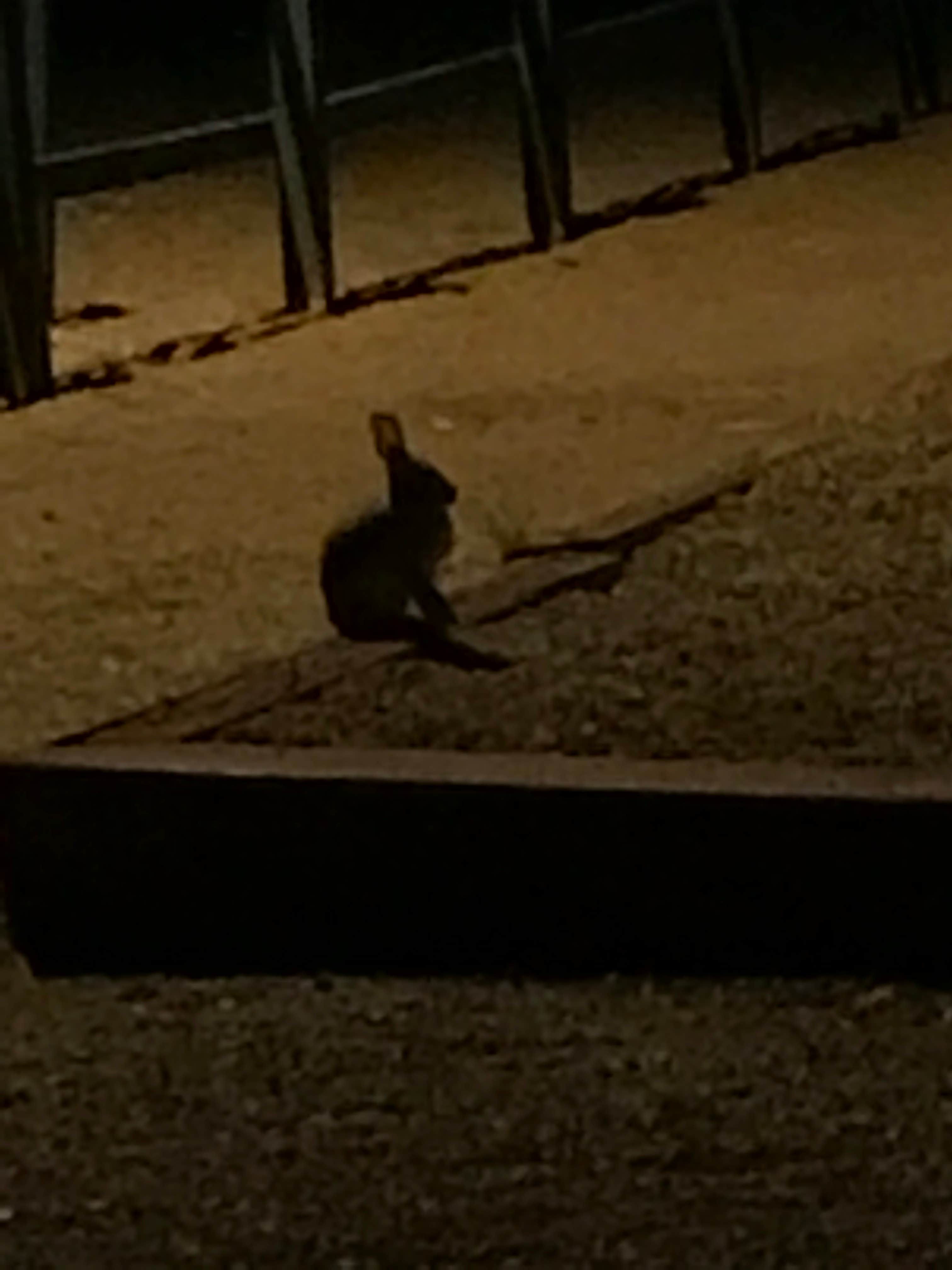 Crystal C.'s photo of camping with pets at Holbrook/Petrified Forest KOA in Arizona