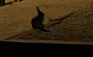 Crystal C.'s photo of camping with pets at Holbrook/Petrified Forest KOA in Arizona