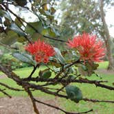 Review photo of Kalopa State Rec Area - Hawaii by Karrieanne W., July 15, 2018