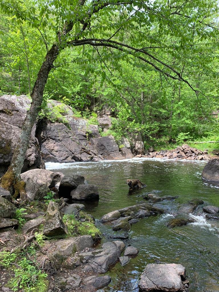 Keith D.'s photo of camping with pets at Davey Falls ADK near Lincoln, VT