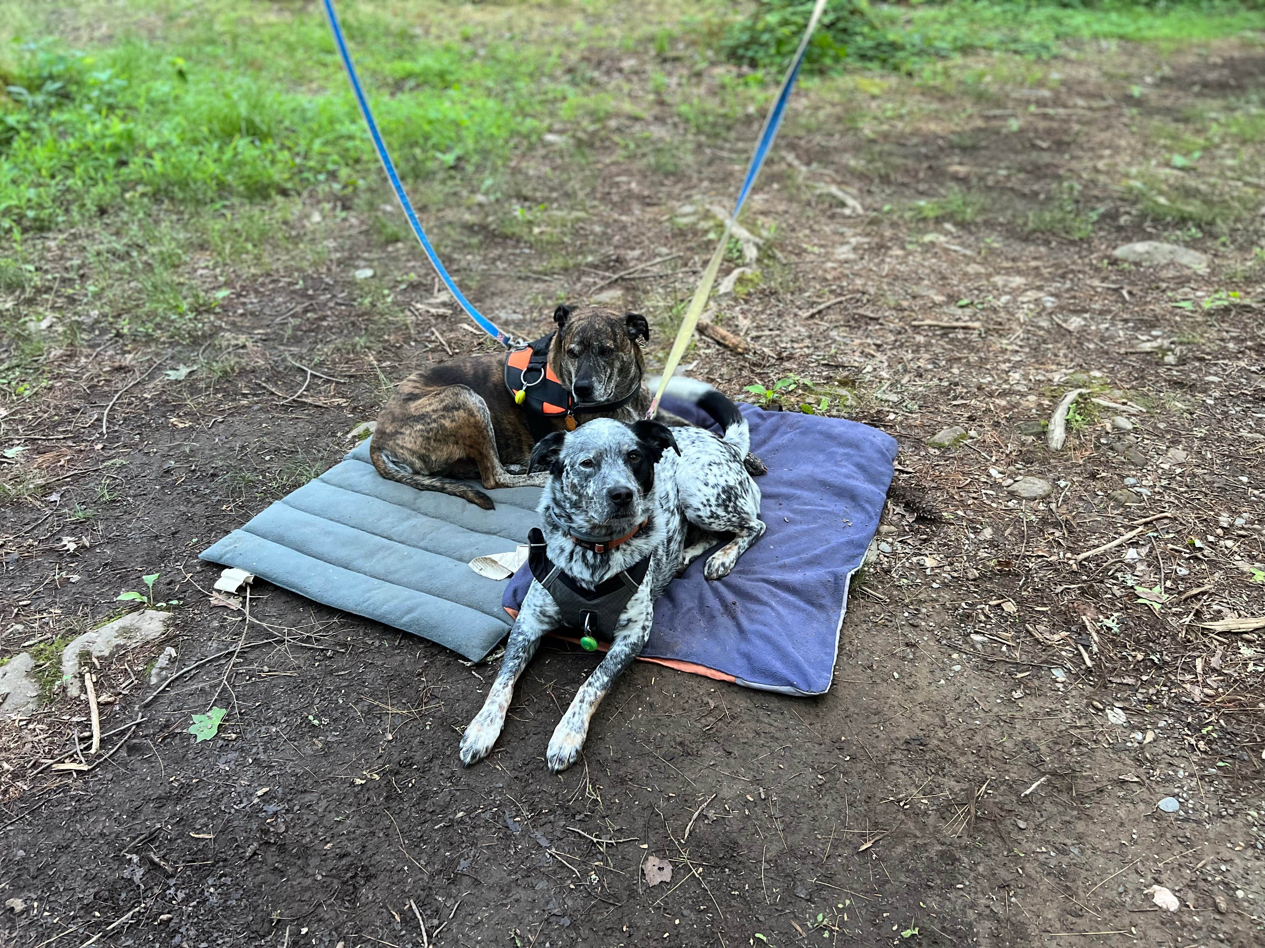 Camper-submitted photo at Big Creek Primitive Camping Area near McCaysville, GA