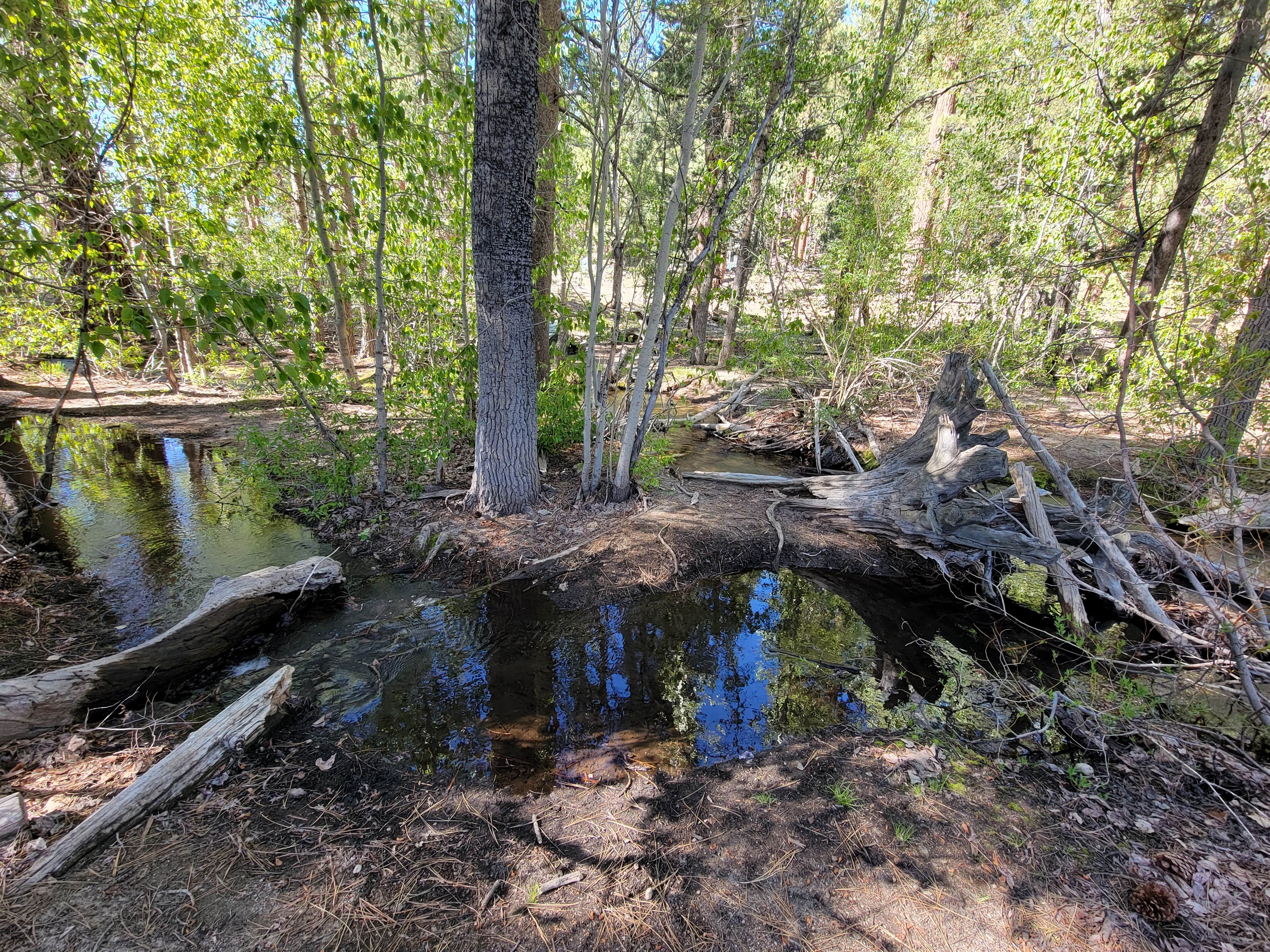 Camper-submitted photo at Glass Creek near June Lake, CA