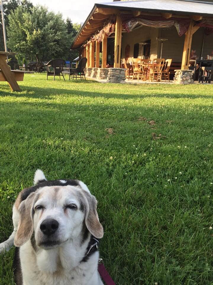 Amy K.'s photo of camping with pets at Platte River Campground — Sleeping Bear Dunes National Lakeshore near Empire, MI