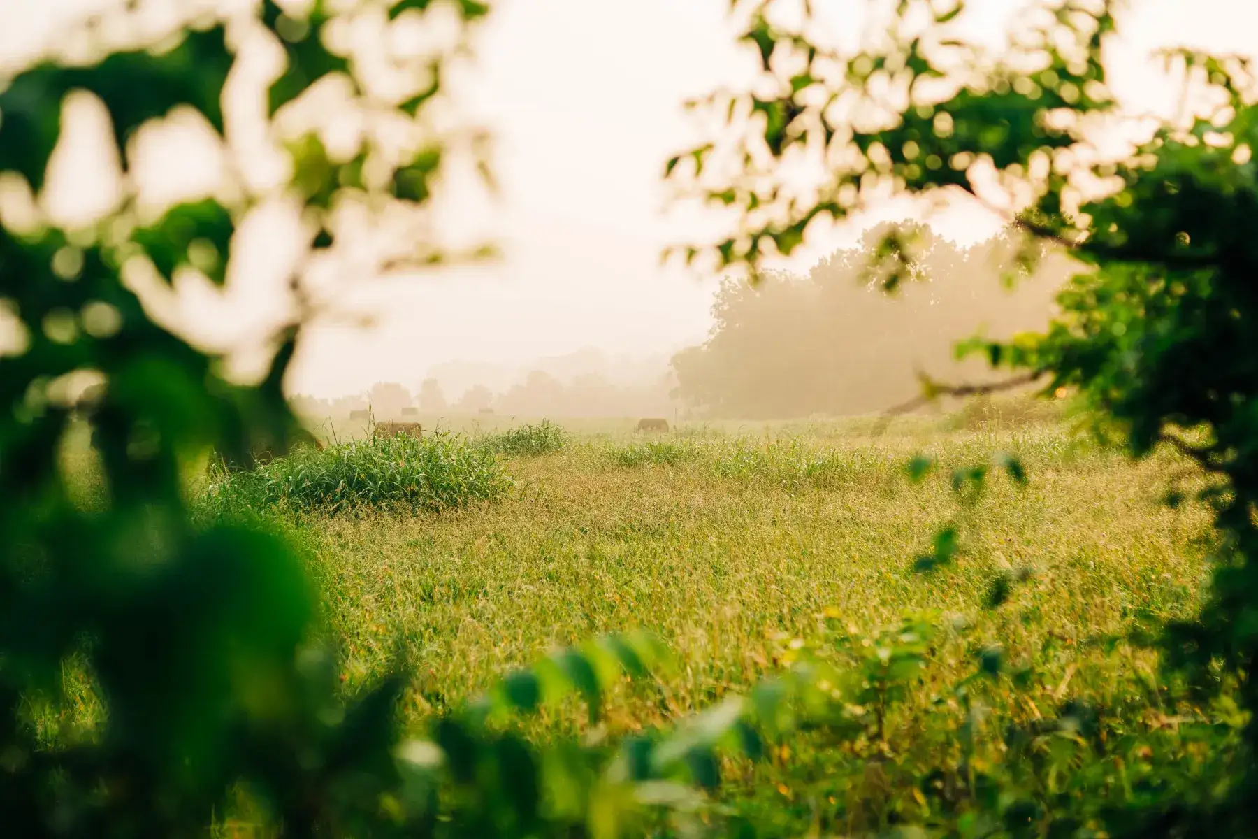 Camper-submitted photo at Back Achers Farm near Fort Oglethorpe, GA