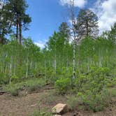 Review photo of Junction Creek Campground by Alexandra M., June 1, 2022