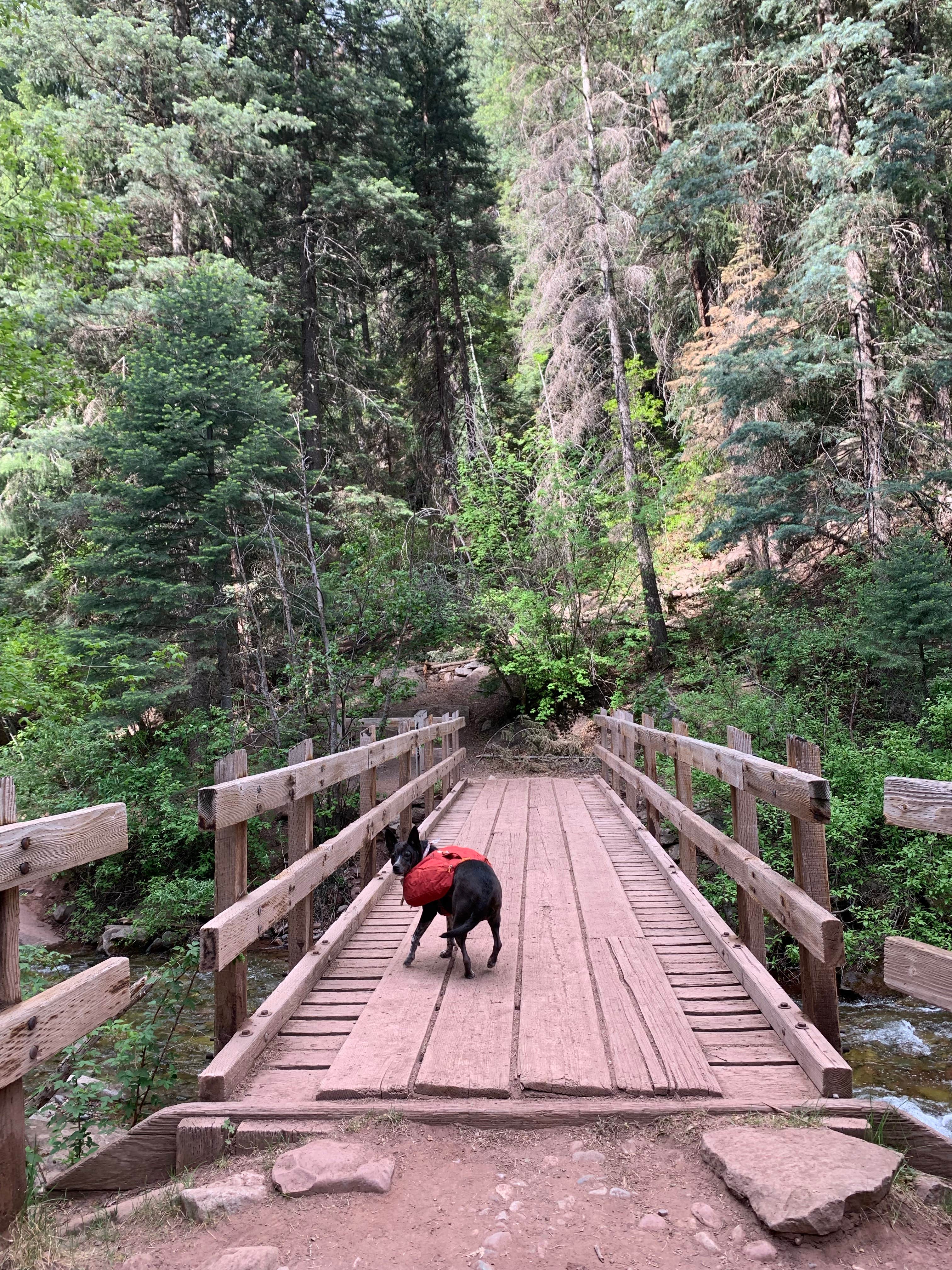 Alexandra M.'s photo of camping with pets at Junction Creek Campground near Durango, CO