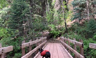 Alexandra M.'s photo of camping with pets at Junction Creek Campground near San Juan National Forest