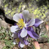 Review photo of Vallecito Campground by Alexandra M., June 1, 2022