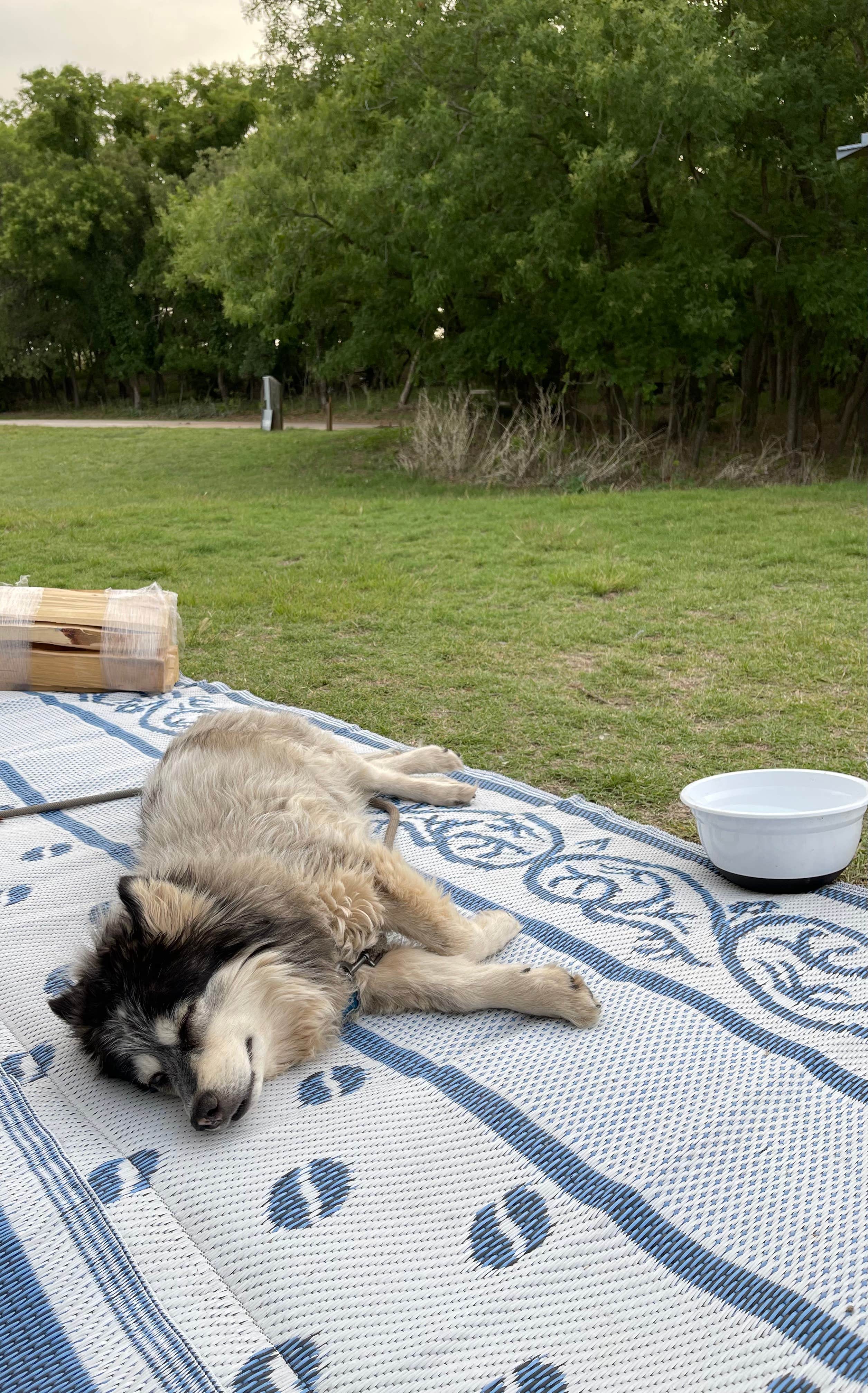 Valentina A.'s photo of camping with pets at Foss State Park Campground near Weatherford, OK