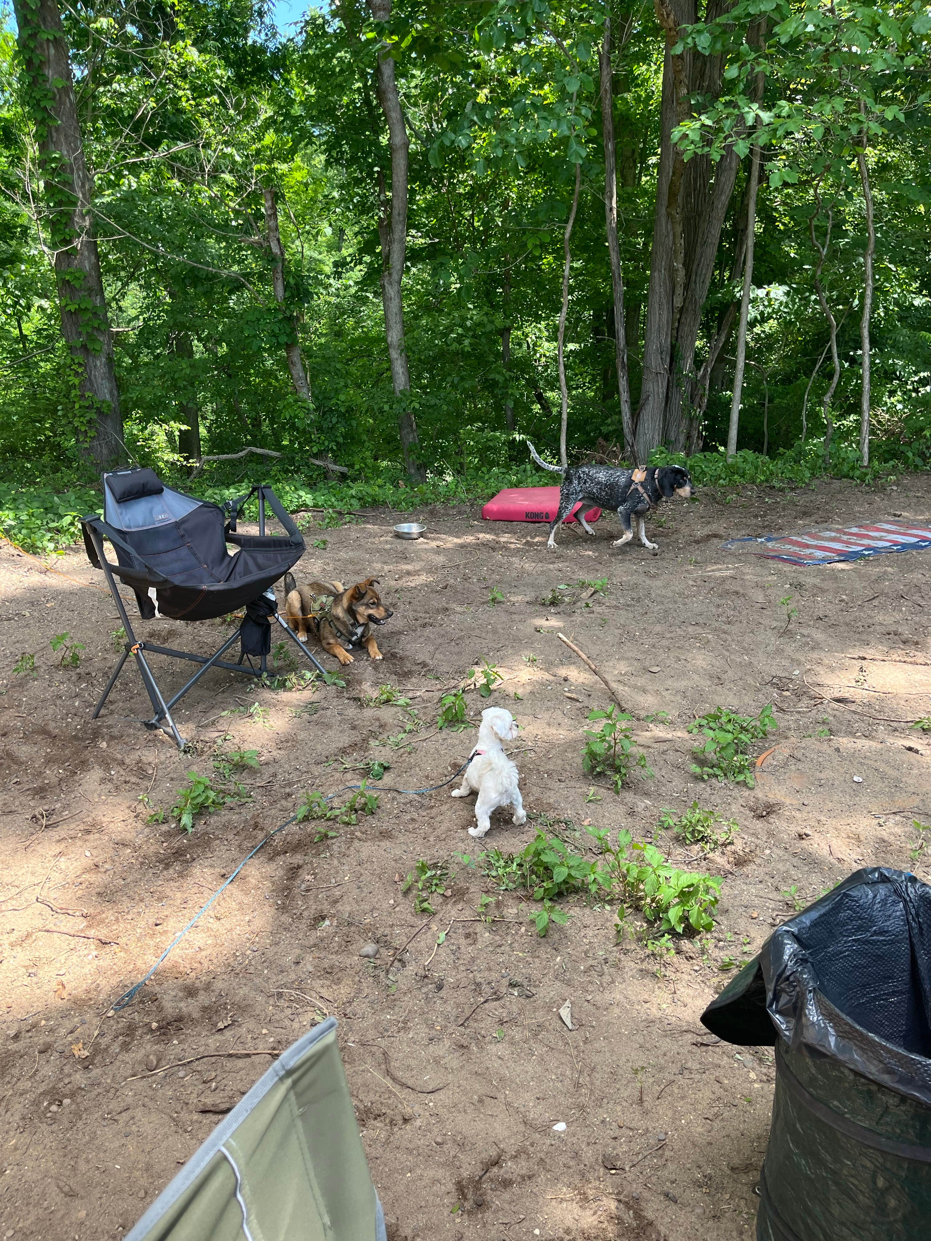Elana C.'s photo of camping with pets at The Landing at Bear Creek RV Park near Independence, KY