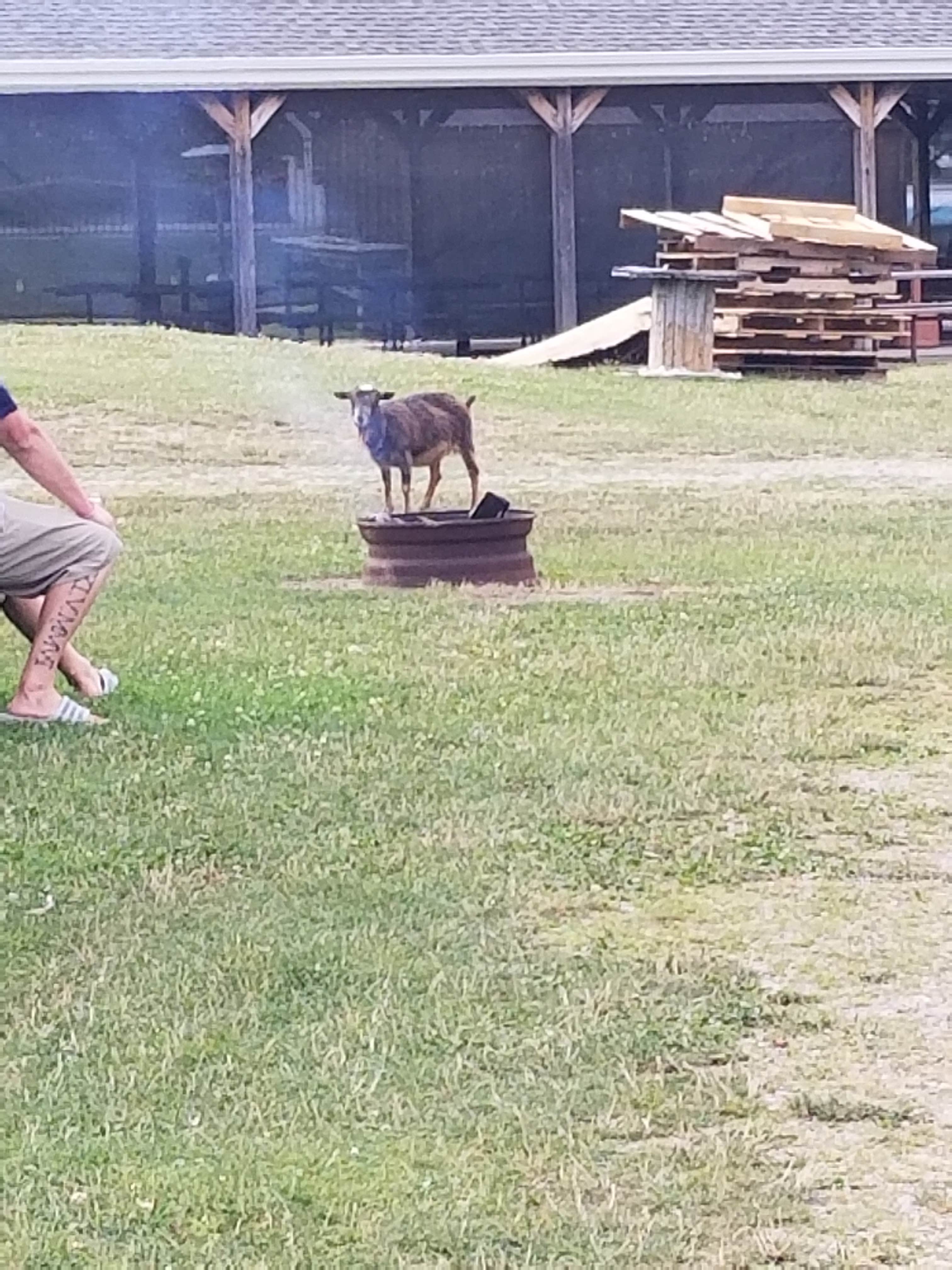 Camper-submitted photo at Family Affair near Clymer, NY