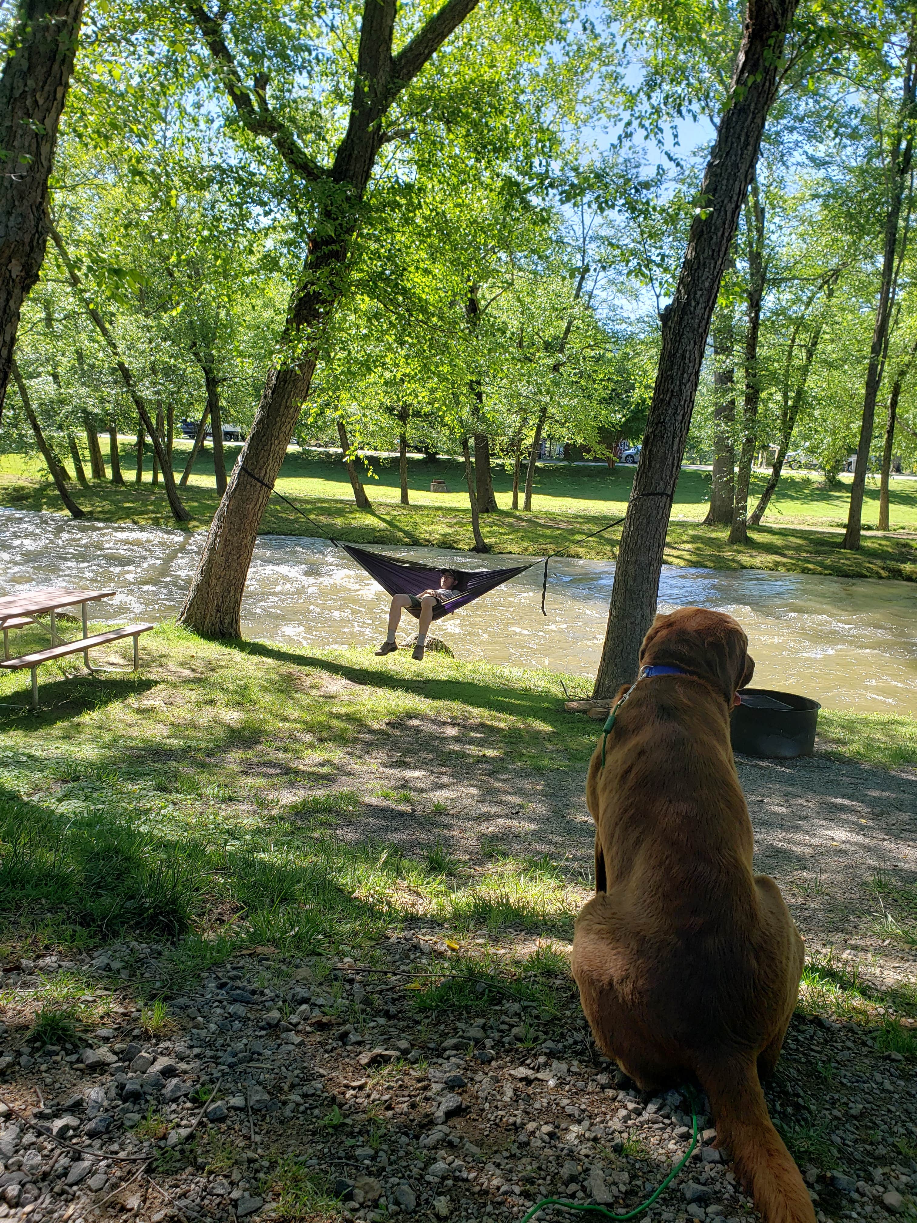 Jason K.'s photo of camping with pets at Asheville East KOA near Asheville, NC
