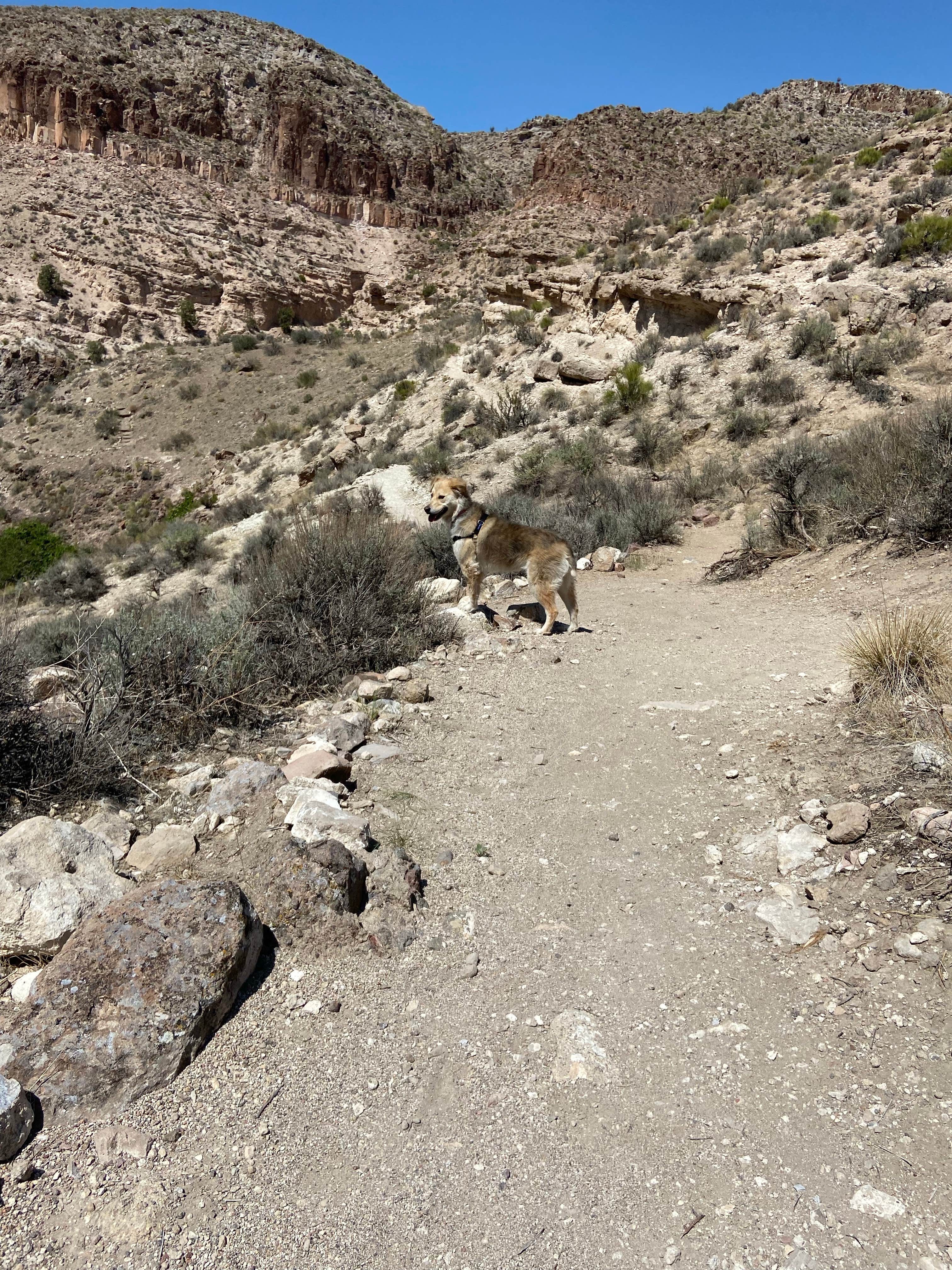 Kaitie M.'s photo of camping with pets at Kershaw-Ryan State Park near Pioche, NV