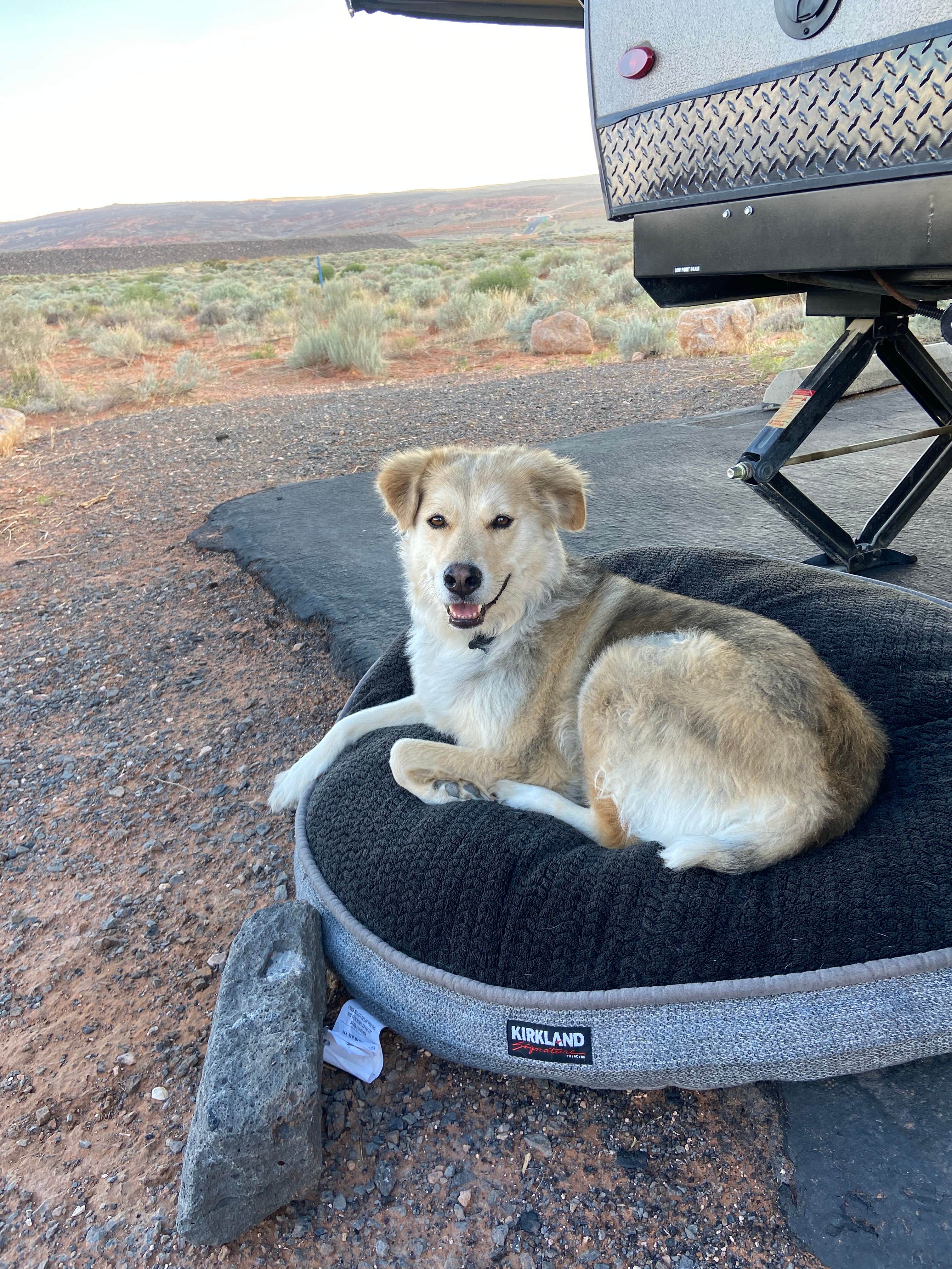 Kaitie M.'s photo of camping with pets at Westside Campground — Sand Hollow State Park near St. George, UT