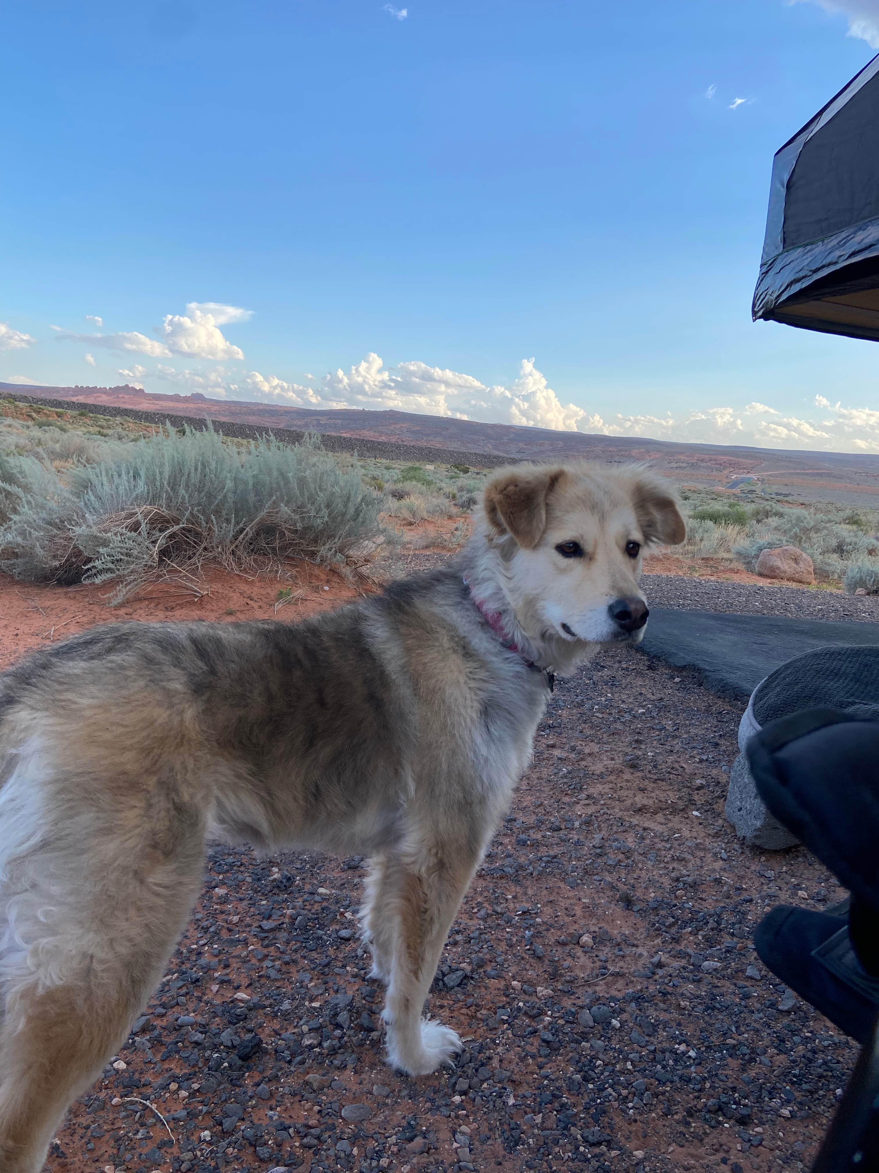 Kaitie M.'s photo of camping with pets at Westside Campground — Sand Hollow State Park in Utah