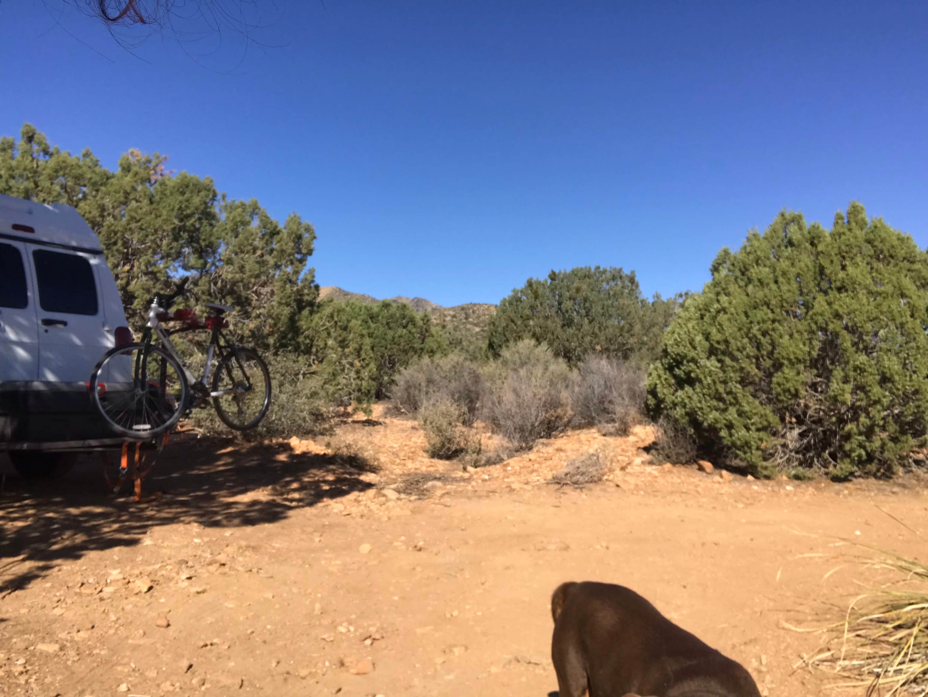 Cameron M.'s photo of camping with pets at Hwy 193 BLM Dispersed near Peach Springs, AZ