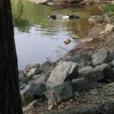 Review photo of Douglas Dam Headwater Campground — Tennessee Valley Authority (TVA) by Teresa P., July 15, 2018