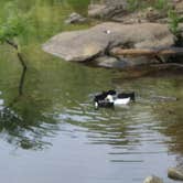 Review photo of Douglas Dam Headwater Campground — Tennessee Valley Authority (TVA) by Teresa P., July 15, 2018