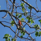 Review photo of Cardinal Center Campground by JOHN T., June 2, 2022