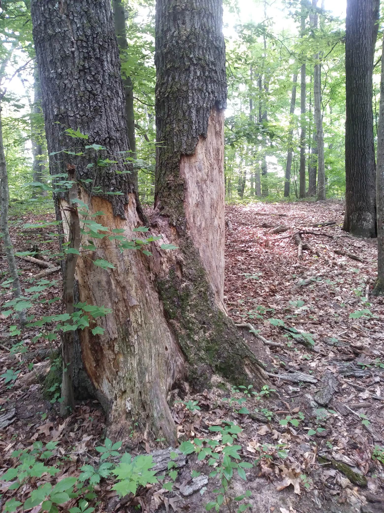 Camper-submitted photo at Douglas Dam Headwater Campground — Tennessee Valley Authority (TVA) near Kodak, TN