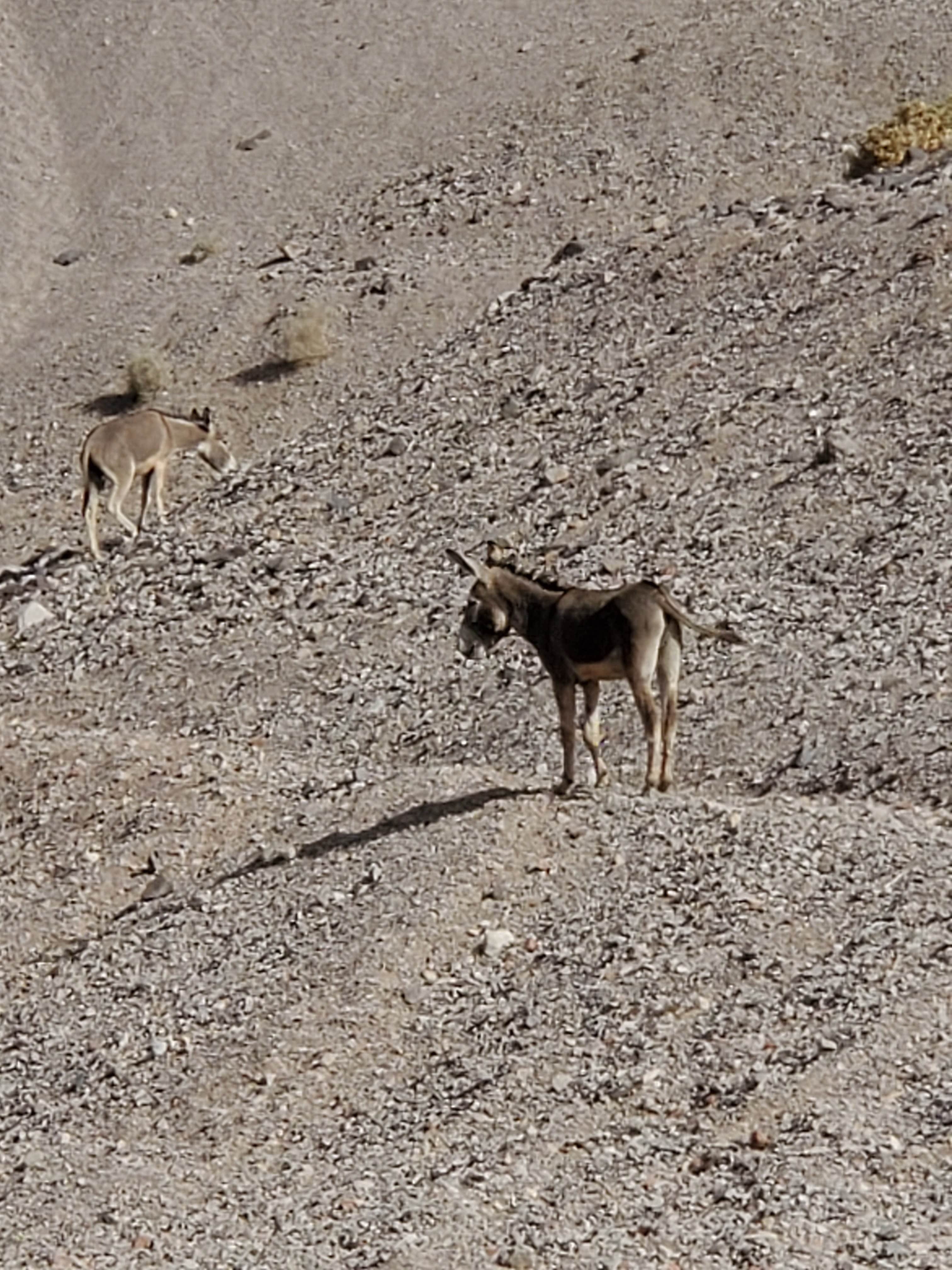 Nick's photo of camping with pets at Kingman Wash — Lake Mead National Recreation Area near Temple Bar Marina, AZ