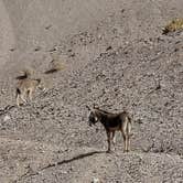 Review photo of Kingman Wash — Lake Mead National Recreation Area by Nick , June 3, 2022