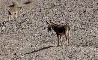 Nick's photo of camping with pets at Kingman Wash — Lake Mead National Recreation Area near Temple Bar Marina, AZ