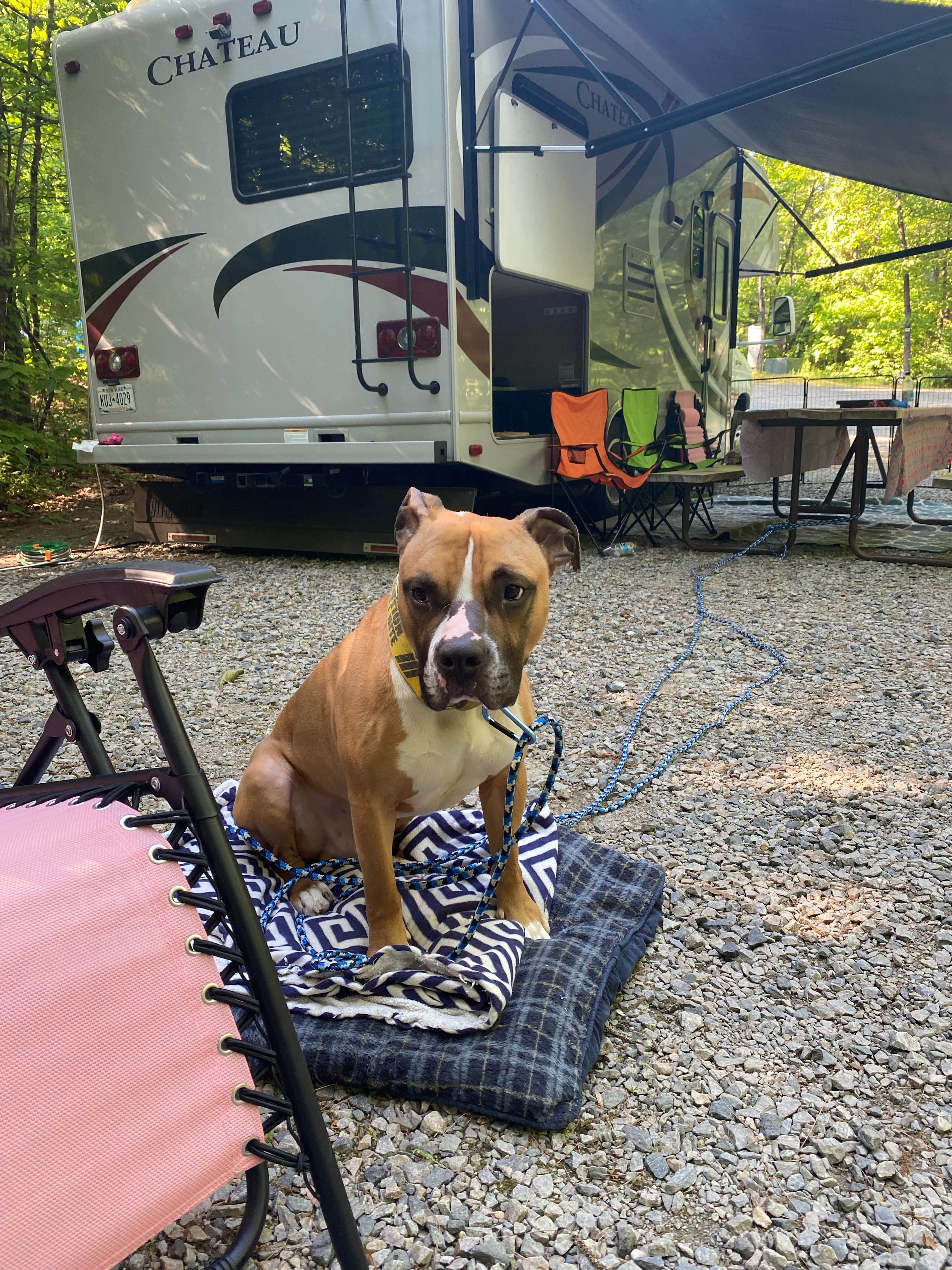 Brandilyn W.'s photo of camping with pets at Moose Hillock Camping Resorts near Wells, VT