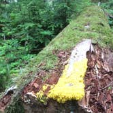 Review photo of Sol Duc Hot Springs Resort Campground — Olympic National Park by Deacon J., July 15, 2018