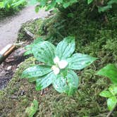 Review photo of Sol Duc Hot Springs Resort Campground — Olympic National Park by Deacon J., July 15, 2018