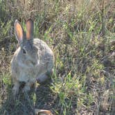 Review photo of Sage Creek Campground by phillip L., July 26, 2016