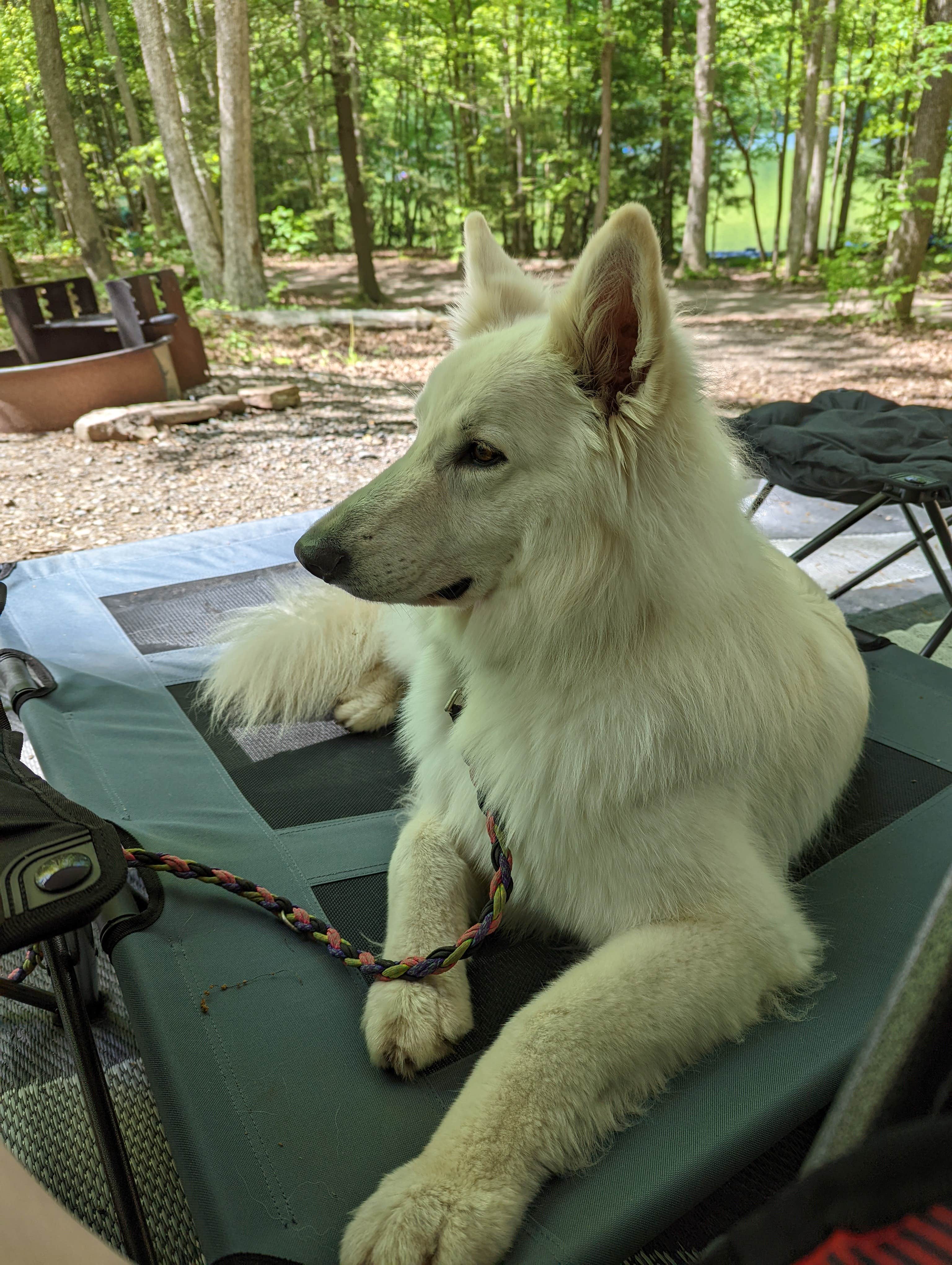 Michael's photo of camping with pets at Locust Lake State Park Campground near Andreas, PA