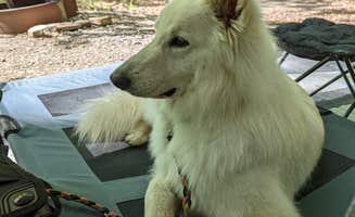 Michael's photo of camping with pets at Locust Lake State Park Campground near Andreas, PA