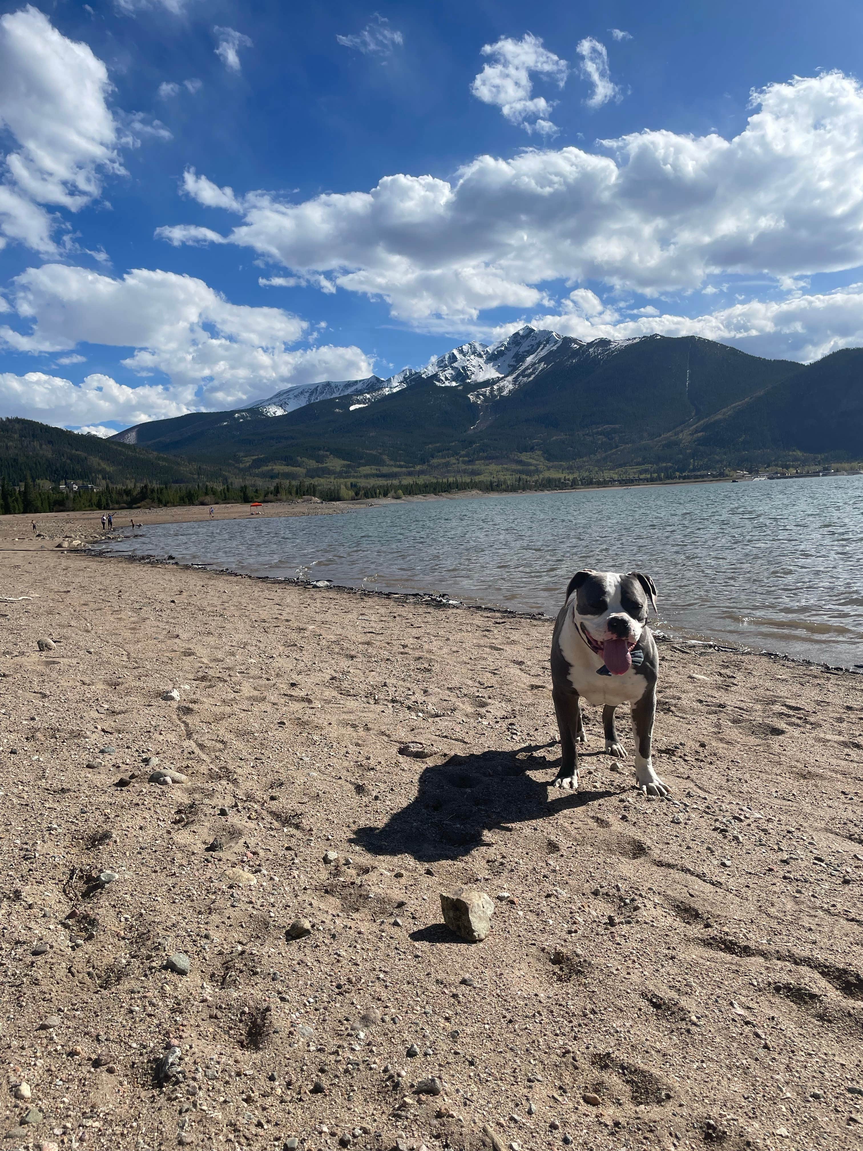 Katelyn C.'s photo of camping with pets at White River National Forest Peak One Campground near Silverthorne, CO