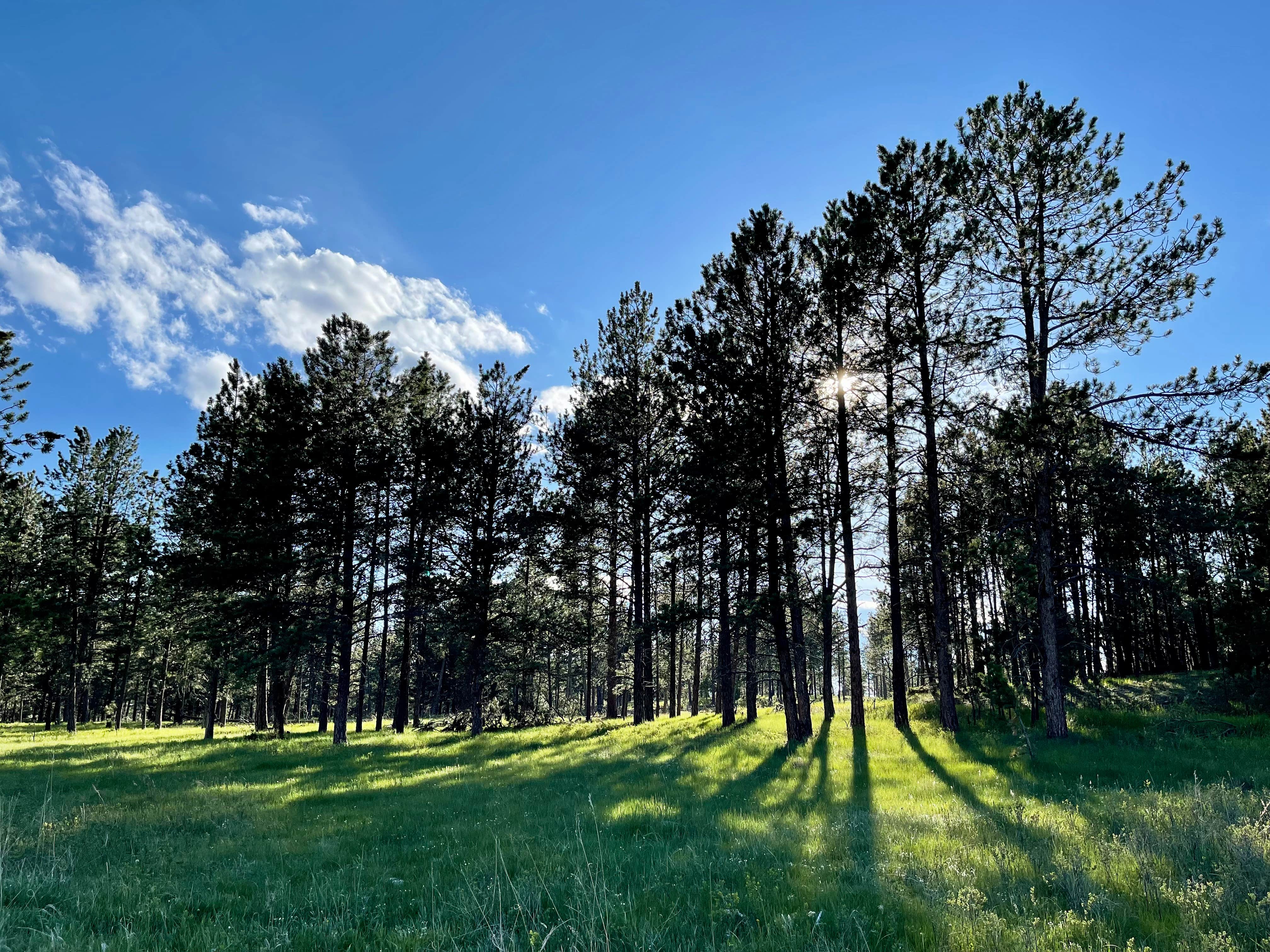 Camper submitted image from Black Hills NF FR307 Dispersed Camping - 2