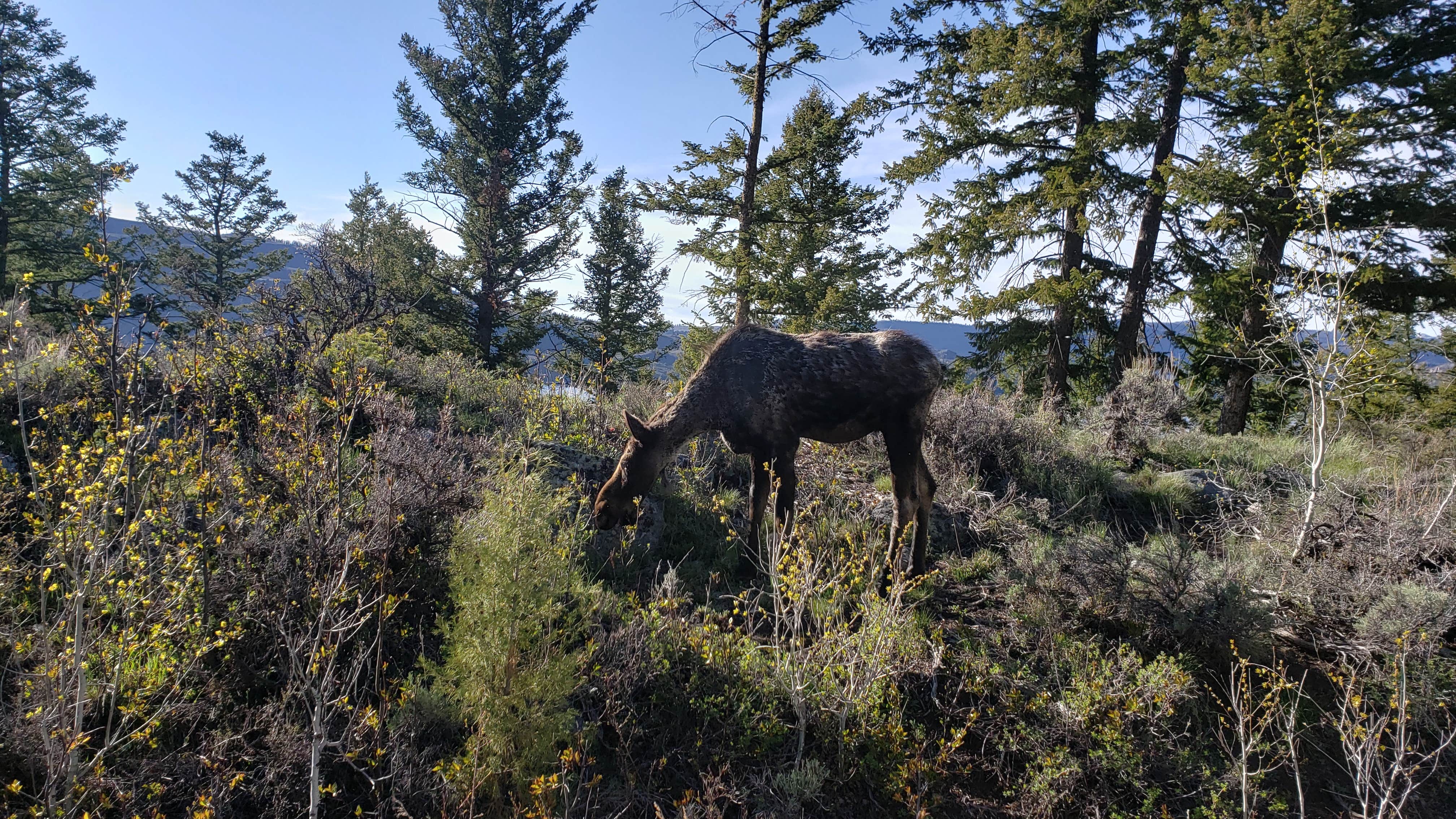 Camper submitted image from Fremont Canyon Campground - 5