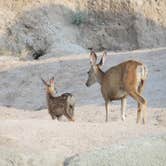 Review photo of Sage Creek Campground by phillip L., July 26, 2016