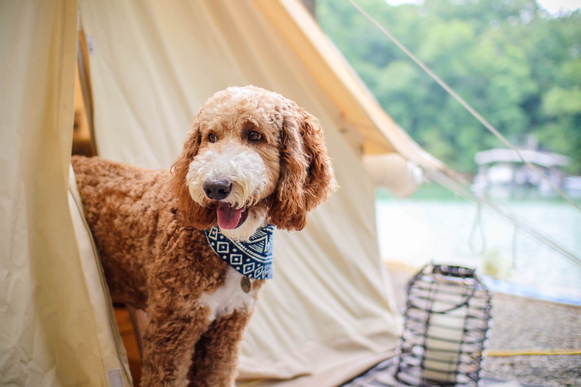 Michael V.'s photo of camping with pets at Timberline Glamping At Unicoi State Park near Helen, GA