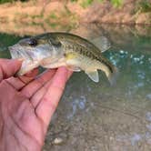 Review photo of South Llano River State Park Campground by Samuel L., June 3, 2022