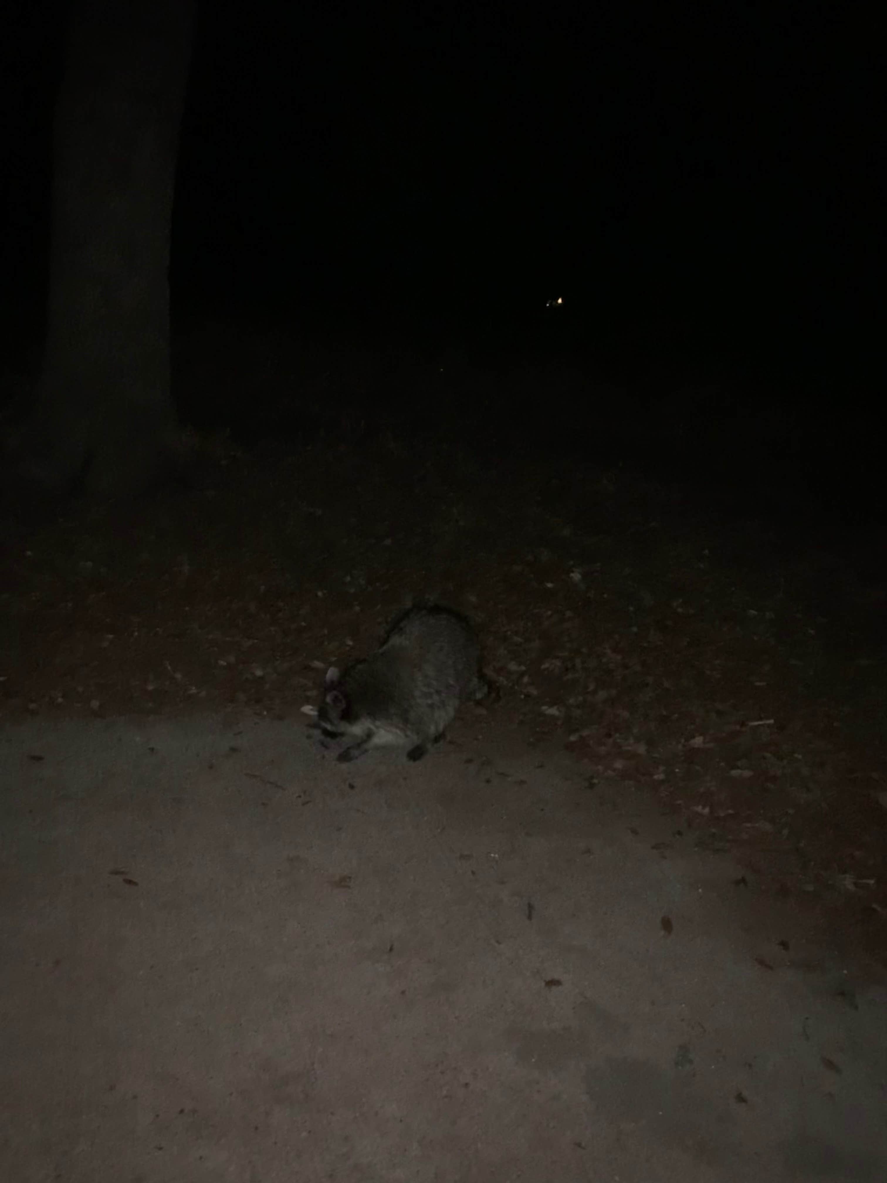 Samuel L.'s photo of camping with pets at Inks Lake State Park Campground near Copperas Cove, TX
