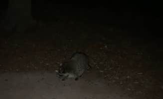 Samuel L.'s photo of camping with pets at Inks Lake State Park Campground near Lampasas, TX