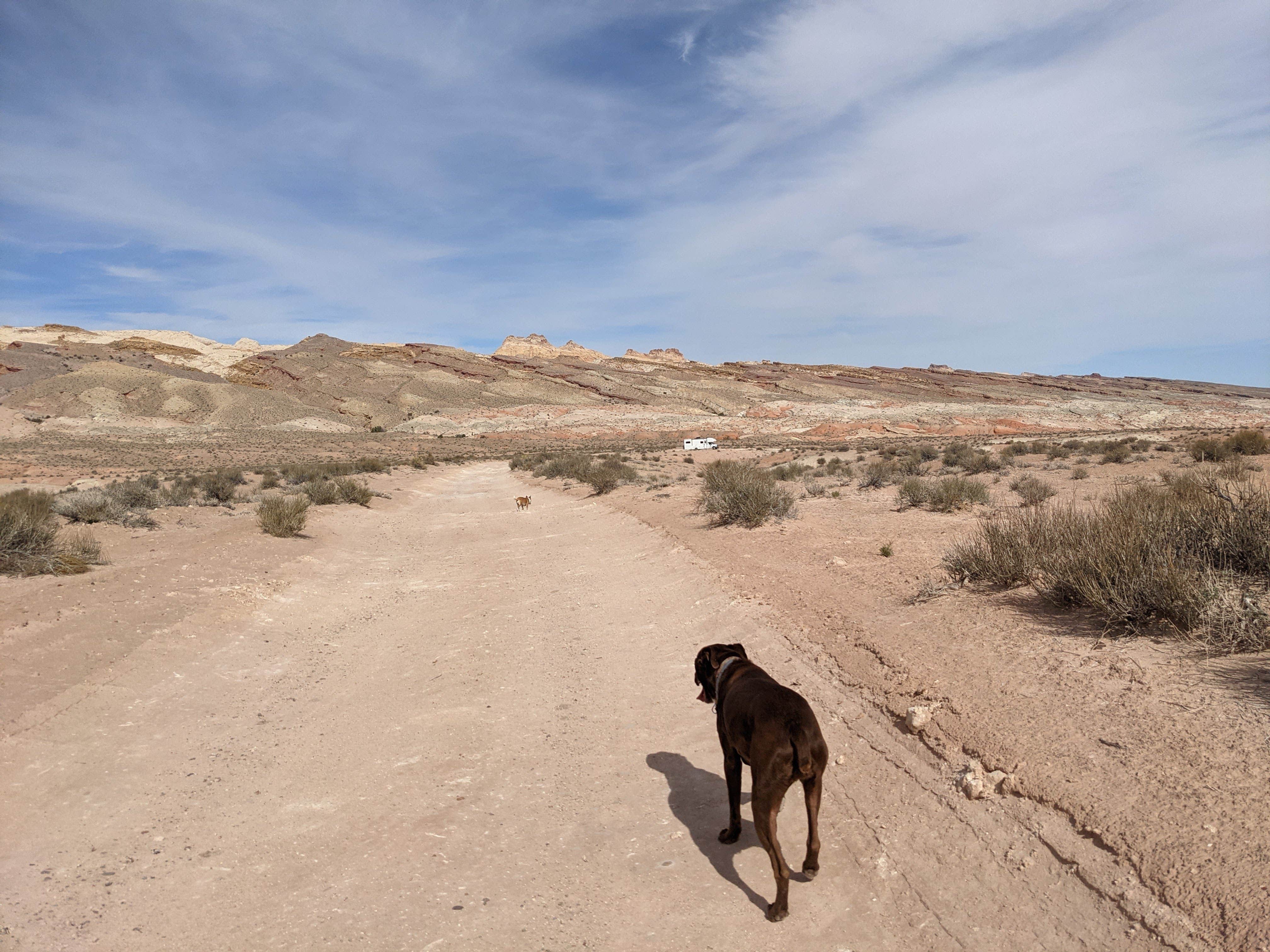 Laura M.'s photo of camping with pets at East Dispersed Area — Goblin Valley State Park near Hanksville, UT