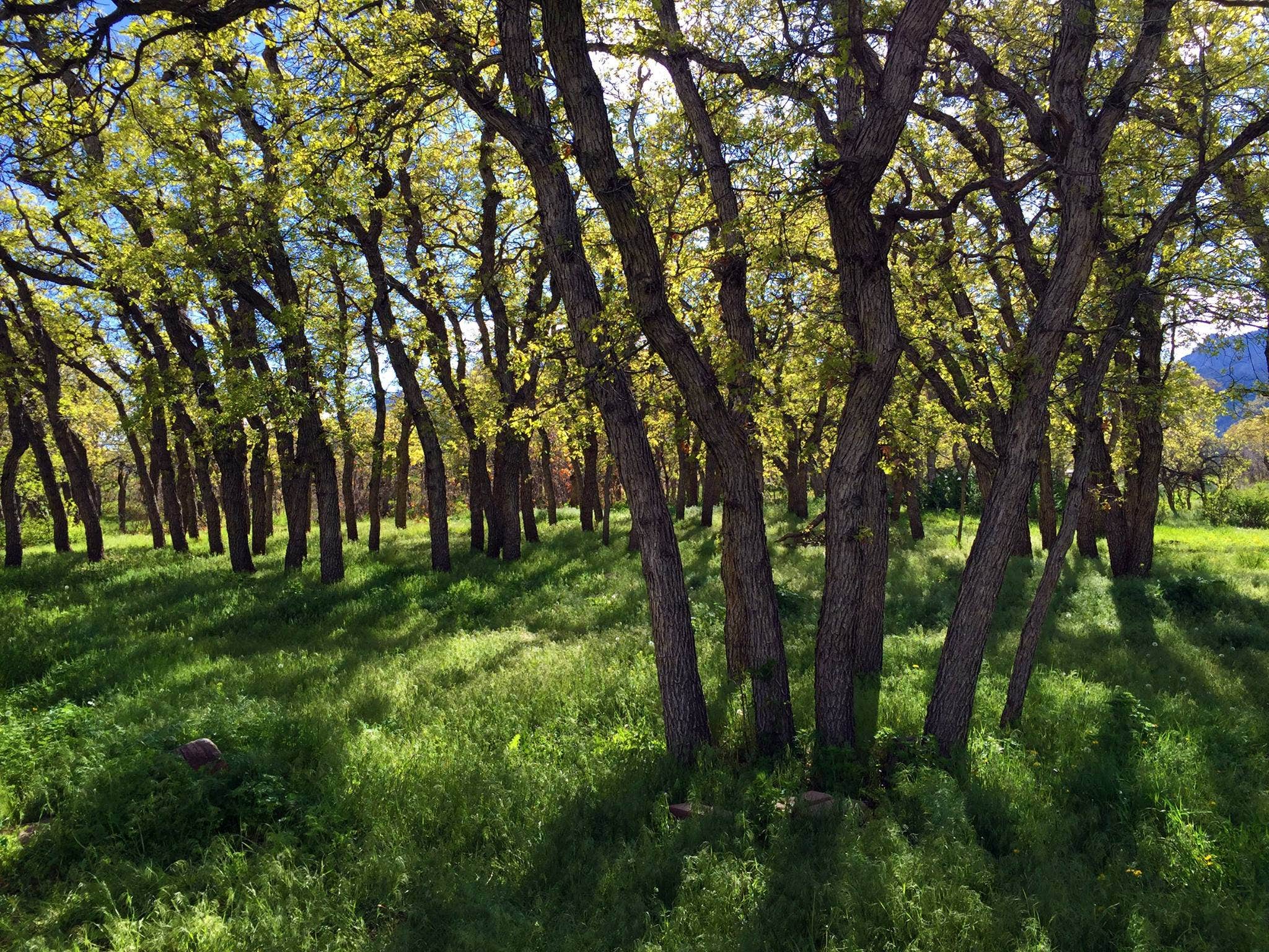 Camper-submitted photo at Hummingbird Ranch near Walsenburg, CO