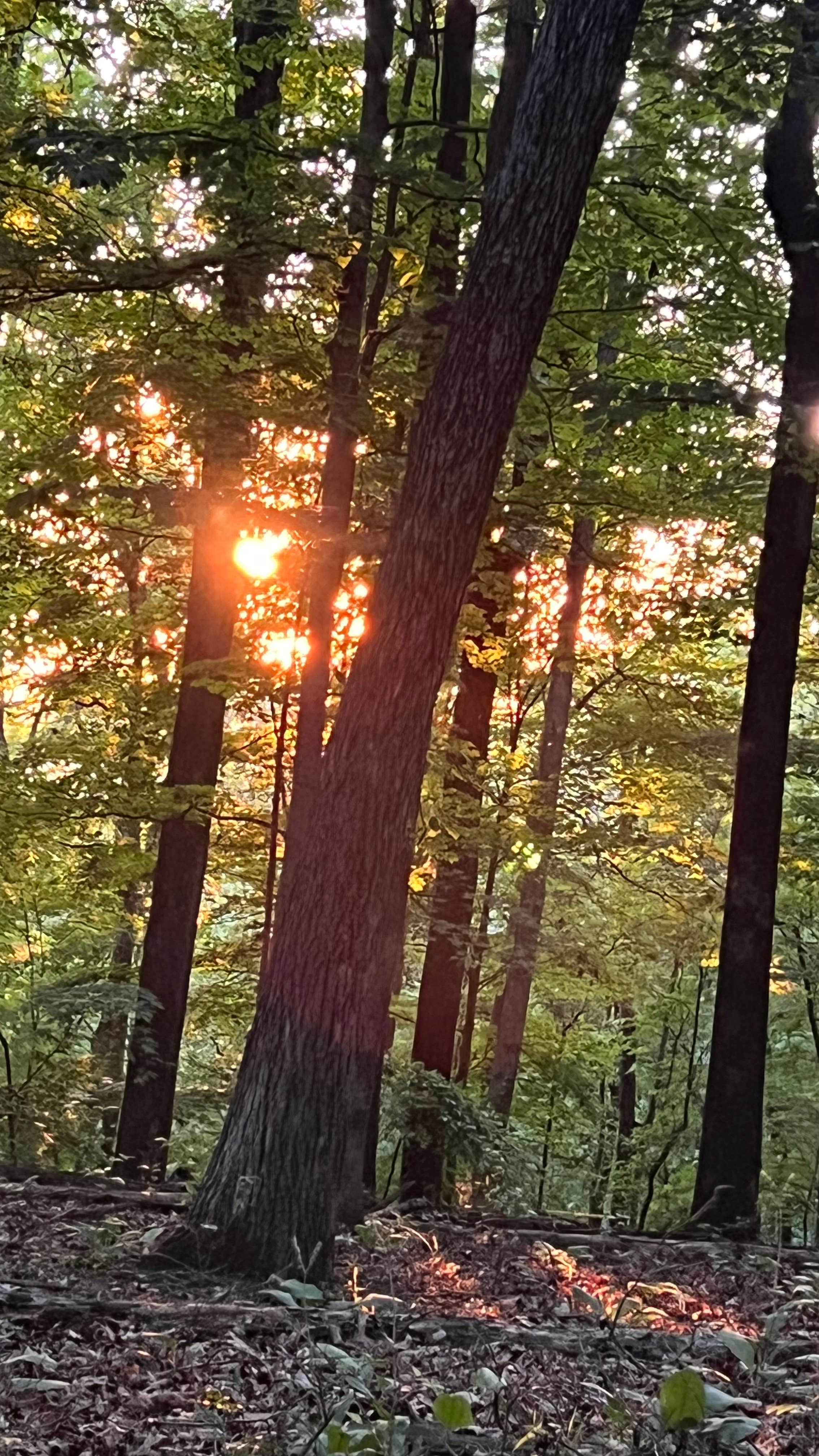 Camper submitted image from Hoosier National Forest Pine Loop Campground - 1