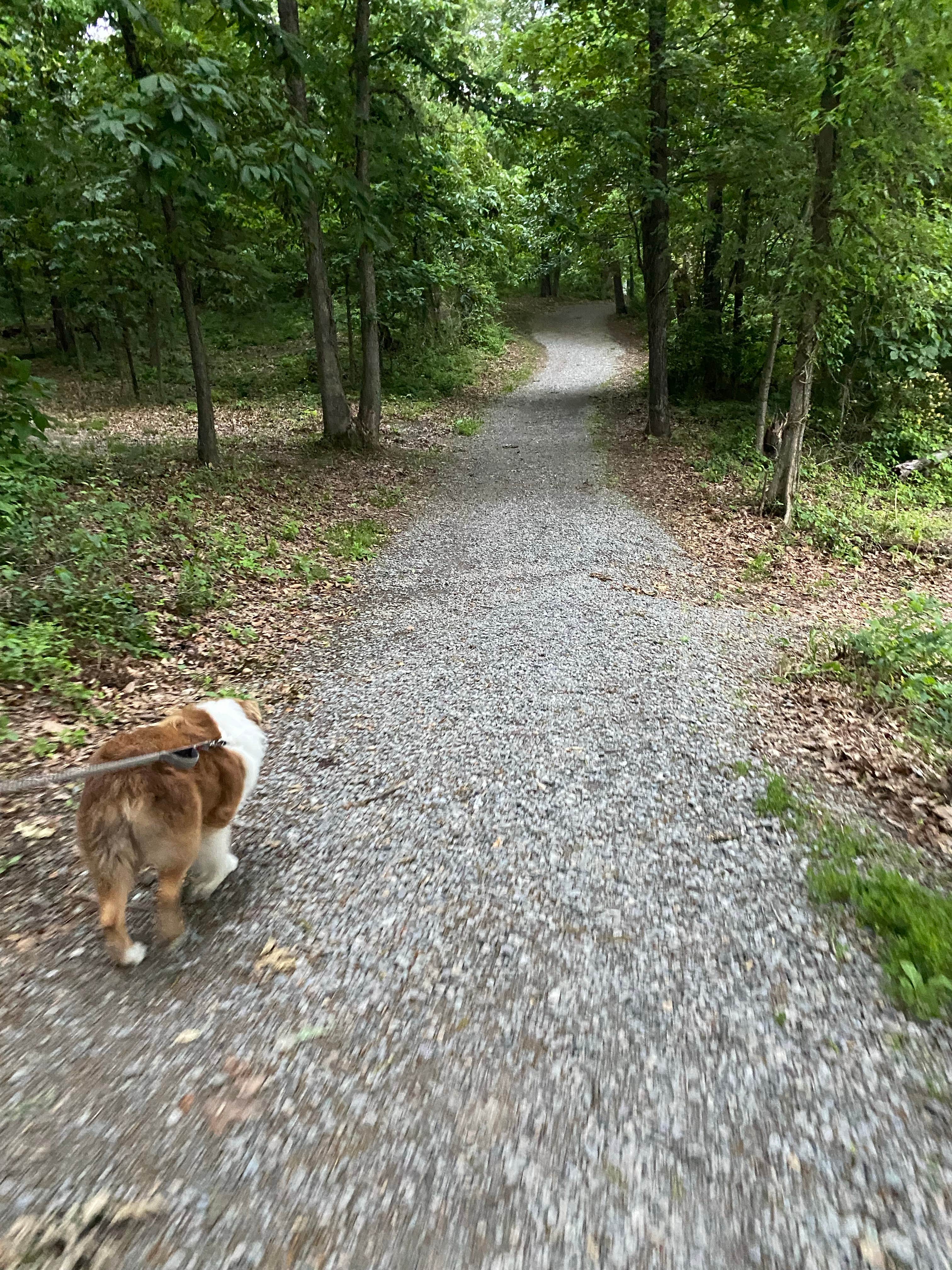 Amy E.'s photo of camping with pets at Arrowhead Lake Campground near McLeansboro, IL