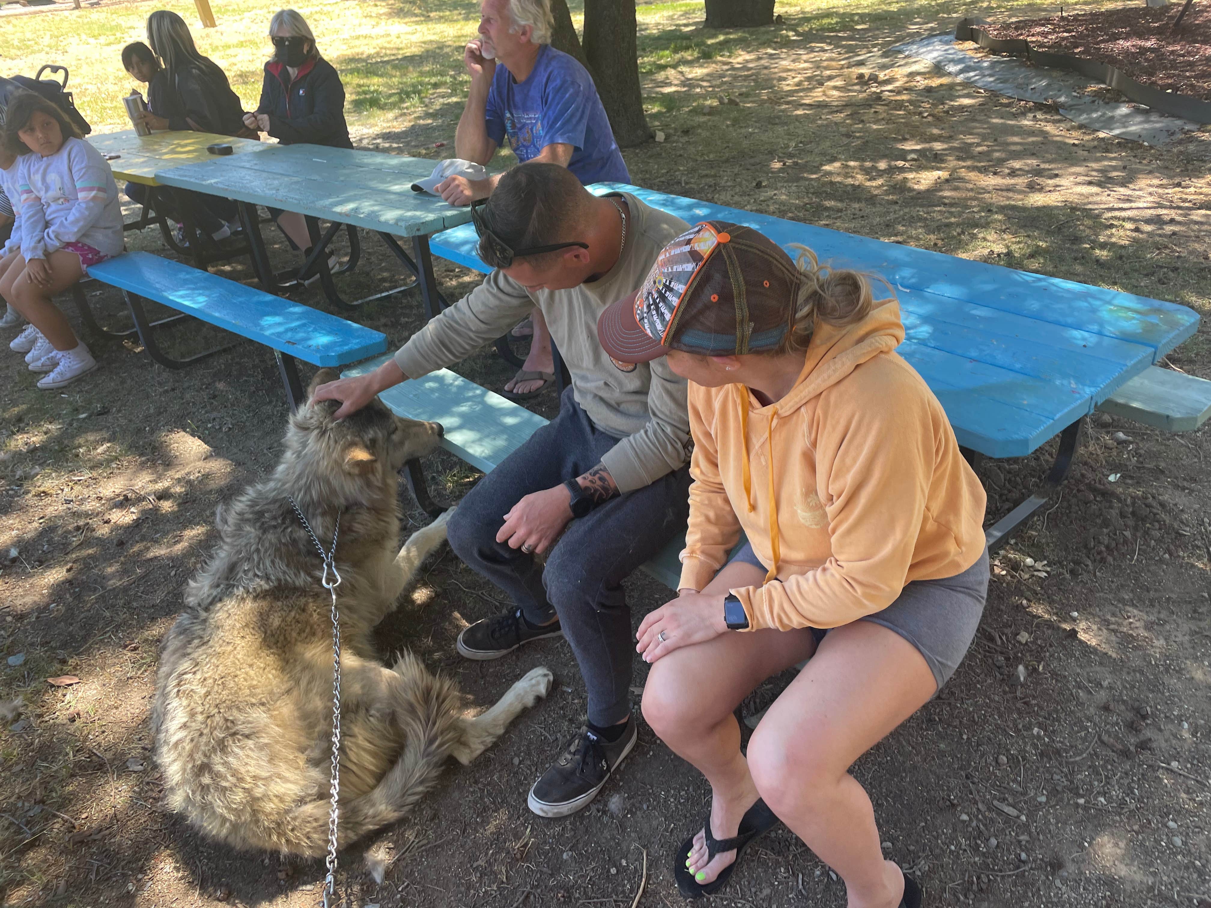 Danielle F.'s photo of camping with pets at KQ Ranch Resort near Julian, CA