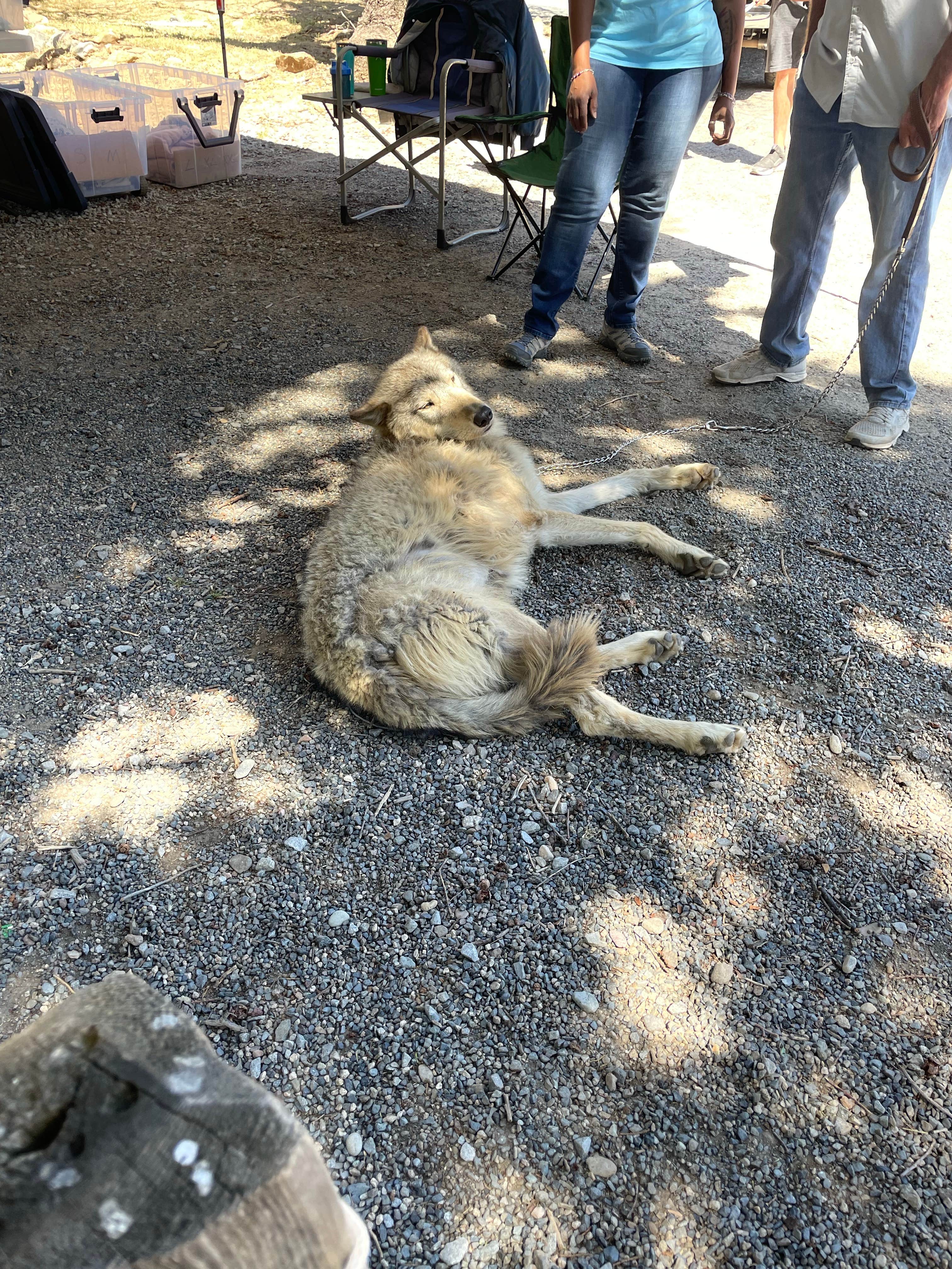 Camper submitted image from KQ Ranch Resort - 2