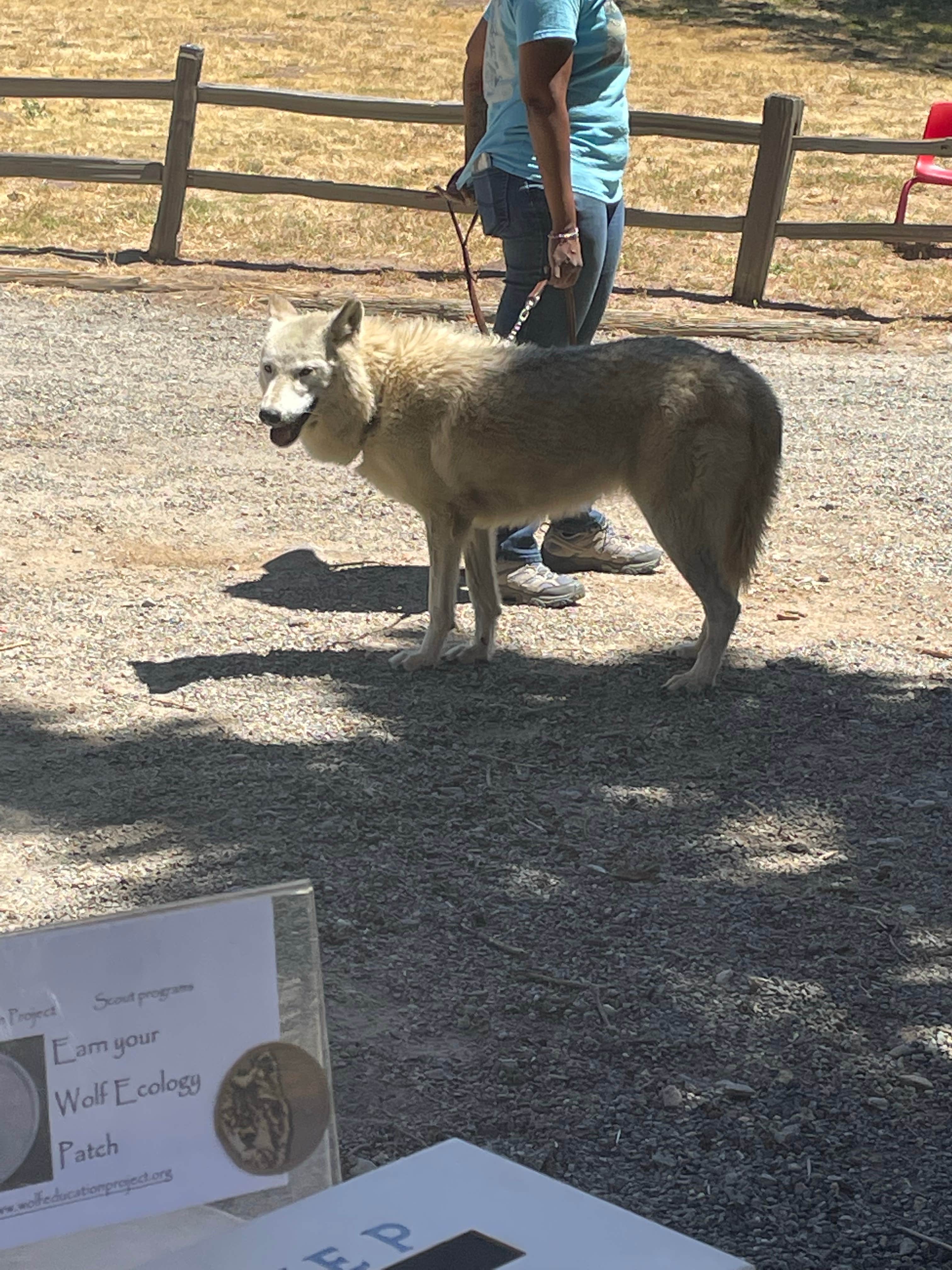 Danielle F.'s photo of camping with pets at KQ Ranch Resort near Mount Laguna, CA