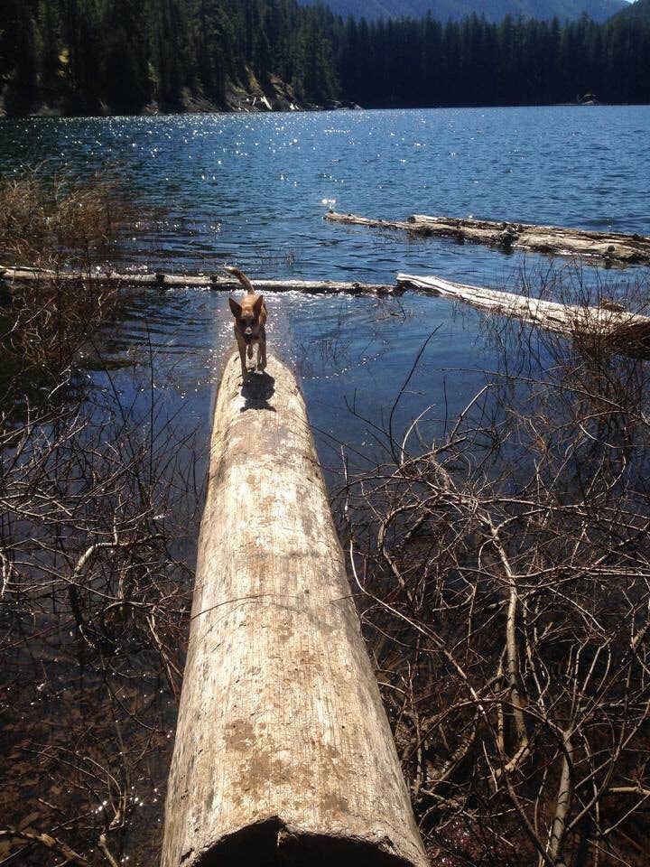 Camper-submitted photo at Lena Lake Campground near Wauna, WA